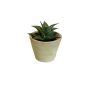 Suculenta artificial Haworthia limifolia GLOFER en maceta de terracota, verde oscuro, 13 cm