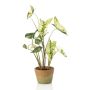 Planta artificial Syngonium YOMREL en maceta de terracota, verde y blanco, 60 cm