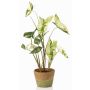 Planta artificial Syngonium YOMREL en maceta de terracota, verde y blanco, 60 cm