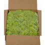 Musgo islandés auténtico SVEINBJÖRN, verde claro, 5 kg