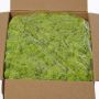 Musgo islandés auténtico SVEINBJÖRN, verde claro, 5kg