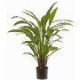 Planta decorativa Calathea Rufibarba LEINANI, verde, 80cm