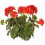 Geranio artificial MALINA en varilla, crossdoor, rojo, 40cm