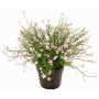 Flor decorativa impatiens GISINDA en maceta decorativa, rosa, 25cm