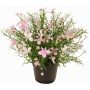 Flor decorativa GISINDA en maceta decorativa, rosa-crema, 25cm
