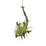 Arreglo decorativo de tillandsia stricta SNARFY en rama, colgante, verde, 15 x 16 cm