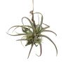Arreglo decorativo de tillandsia stricta SNARFY en rama, colgante, verde, 21 x 27 cm