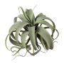 Suculenta artificial Tillandsia xerographica TRUMSY, varilla, verde, 28 cm, Ø 25 cm