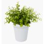 Eucalipto artificial JOSHUA, maceta de cerámica, verde, 20cm, Ø17cm
