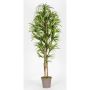 Dracaena Marginata KIMANORA artificial, troncos naturales, verde-amarillo, 175 cm - Fabricado en Italia