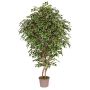Ficus benjamina artificial NEVANTA, troncos reales, verde-blanco, 250 cm - Fabricado en Italia