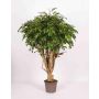 Ficus Lisianthus artificial, tronco real, verde, 225 cm - Fabricado en Italia