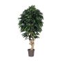 Decoración mango CORINDA, tronco real, verde, crossdoor, 200 cm - Fabricado en Italia