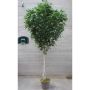 Decoración abedul blanco HUBERTINE, troncos naturales, verde, 450 cm - Fabricado en Italia