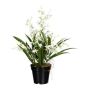 Flor artificial Oncidium GLIMBAR, raíces, blanco-verde, 60 cm
