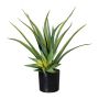 Suculenta decorativa Aloe Vera MURFT con esquejes, verde, 50 cm
