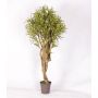 Decoración Dracaena Reflexa Jamaica KASANDRA, troncos naturales, verde-amarillo, 175 cm - Fabricado en Italia