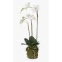 Orquídea Phalaenopsis artificial PABLA lecho musgo, blanco, 70cm, Ø7-12cm