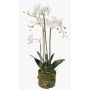Orquídea Phalaenopsis artificial PABLA lecho musgo, blanco, 80cm, Ø8-11cm