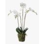 Orquídea Phalaenopsis artificial PABLA lecho musgo, blanco, 90cm, Ø10-13cm