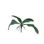 Hojas artificiales de orquídea Phalaenopsis WUJUAN con raíces aéreas, 35cm