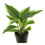 Planta decorativa de Cordyline ZHIYIN en maceta decorativa, verde-blanco, 25cm