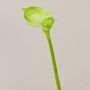 Callas artificial MARIOLA, verde, 80cm, 8x15cm