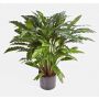 Calathea artificial BAHATI, pequeño, verde, 85cm