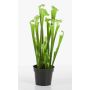 Sarracenia, planta carnívora artificial MADISON, verde, 65cm