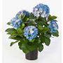 Hortensia flor artificial HARUKA, azul, 55cm, Ø10-15cm