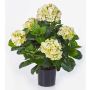 Hortensia flor artificial HARUKA, verde, 55cm, Ø10-15cm