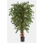 Ficus artificial DAKU, troncos naturales, verde, 120cm
