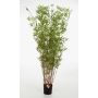 Árbol de bambú artificial DAYA, troncos naturales, verde, 190cm