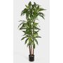 Drácena Fragrans artificial LAURA, tronco natural, verde-blanco, 120cm