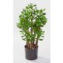 Árbol de jade sintético TIDO tronco real, verde, 60cm, Ø30cm