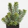 Sedum artificial JESPER en maceta decorativa, verde, 40cm