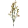 Gypsophila decorativa LINFENG, melocotón, 70cm