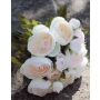 Ramo de flores artificiales Ranunculus TONIE, blanco-rosado, 20cm, Ø20cm