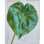 Hoja de anturio artificial GÜLSAH, verde, 65cm