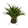 Hierba decorativa bambú chino SIMVO, bola de tierra, raíces, verde, 35 cm