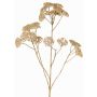 Rama decorativa de milenrama ORTEGA, beige, 75cm, Ø7-13cm