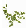 Guirnalda de filodendro falso Scandens MELUBO, verde, 180cm