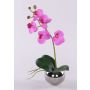 Orquídea decorativa Phalaenopsis ZARMINAH en maceta decorativa, raíces, cereza, 35 cm