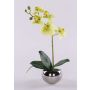 Orquídea decorativa Phalaenopsis ZARMINAH en maceta decorativa, raíces, verde crema, 35 cm