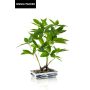 Bonsái de castaño de la suerte artificial IVANO en cuenco de cerámica estampado, verde, 60 cm