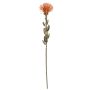 Flor artificial Protea URMINE, aspecto seco, naranja, 60 cm