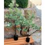 Árbol de eucalipto artificial WISGARD, tronco artificial, verde grisáceo, 90 cm