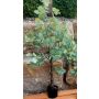 Árbol de eucalipto artificial WISGARD, tronco artificial, verde grisáceo, 180 cm