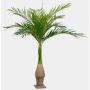 Palmera Ravenea de plástico KOKIN, 265cm