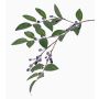 Rama decorativa de arándanos PETRINA con bayas, azul, 80cm
